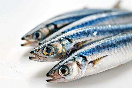a group of fish on a white surfaceの素材