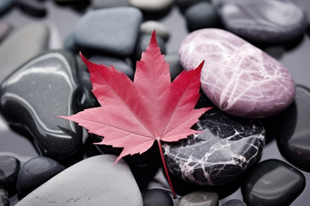 a red leaf on rocksの素材