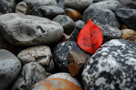 a red leaf on rocksの素材