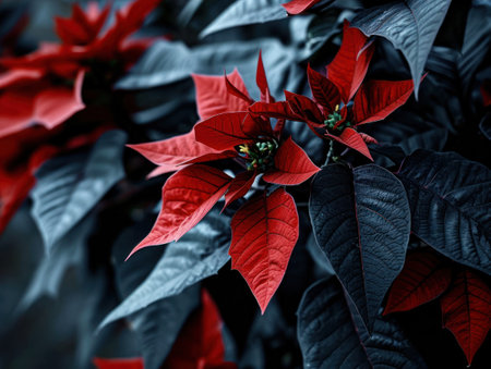 red leaves on a plantの素材