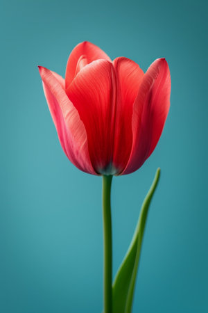 Vibrant Red Tulip on a Blue Backgroundの素材