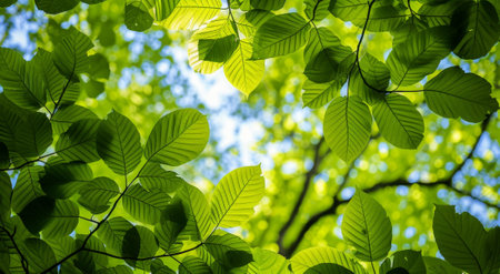 Sunlight filtering through vibrant green leavesの素材