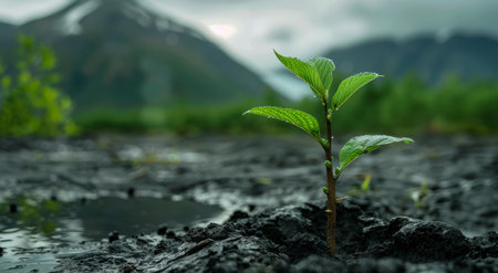 Young plant sprouting in volcanic soil with mountains in the backgroundの素材
