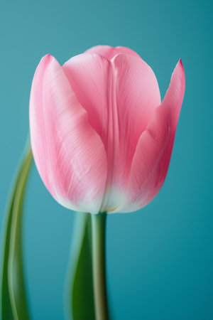 Elegant Pink Tulip on a Blue Backgroundの素材