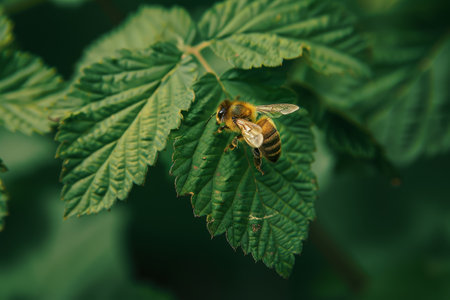 Honeybee collecting pollen on a green leafの素材