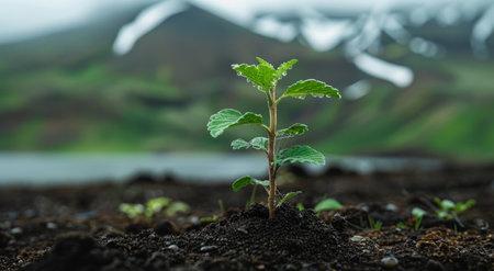 Young plant sprouting in fertile soil with a mountainous backdropの素材
