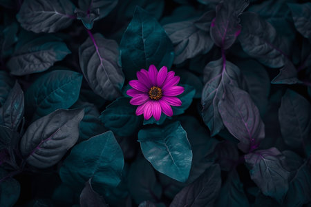 Vibrant purple flower amidst dark leavesの素材