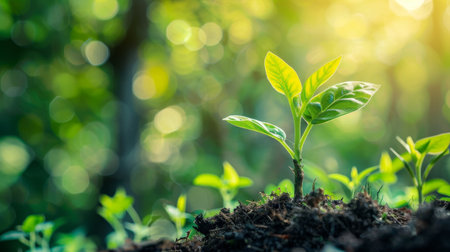 Young plant sprouting from soil with sunlight filtering through treesの素材