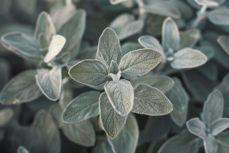 Close-up of Dew Drops on Sage Leavesの素材