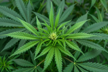 Close-up of Cannabis Plant in Natural Settingの素材