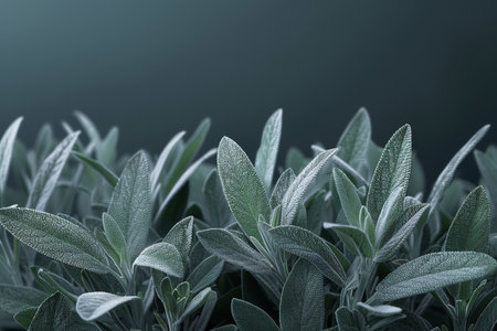 Close-up of Dew-Kissed Sage Leaves in Soft Lightの素材