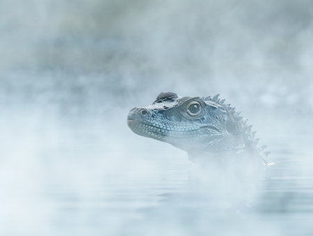 Mysterious reptile in misty watersの素材