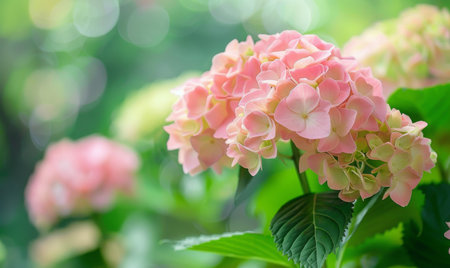 Vibrant pink hydrangea bloomsの素材