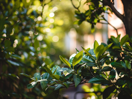 Lush green foliage with sunlight filtering throughの素材
