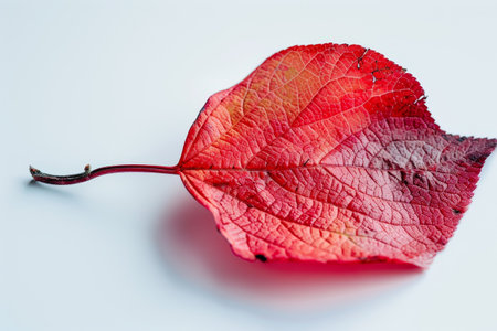 Vibrant red leaf close-upの素材