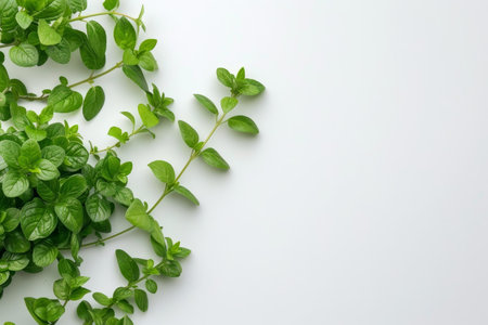 fresh green herbs on white backgroundの素材