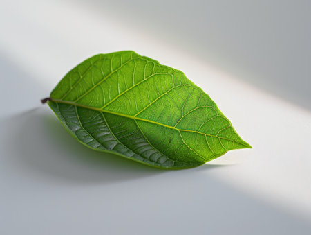 Vibrant green leaf with intricate veinsの素材