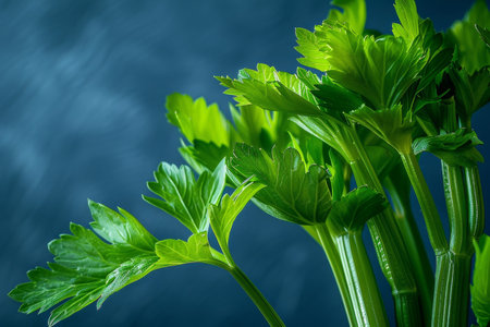 Close-up of fresh green celery stalksの素材