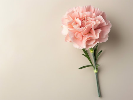 beautiful pink carnation flower on plain backgroundの素材