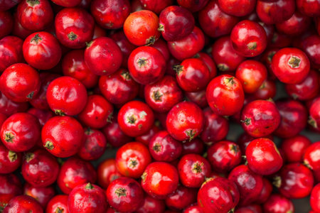 Vibrant red cranberriesの素材