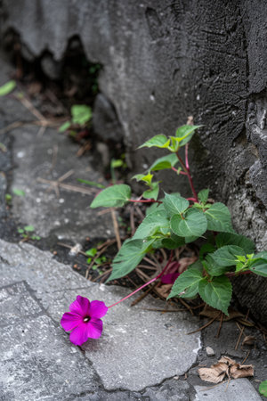 Vibrant wildflower blooming in the shadowsの素材