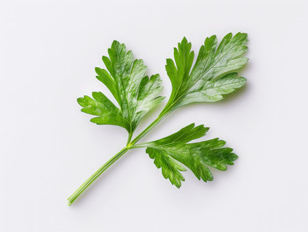 fresh green parsley leaves on white backgroundの素材