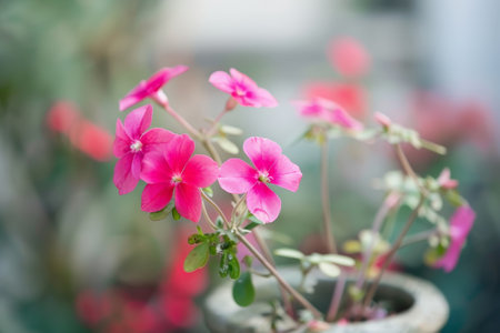 Vibrant pink flowers in bloomの素材