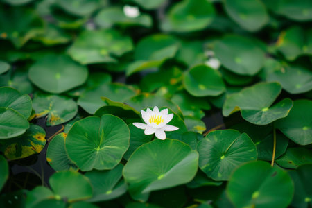 Serene water lily in lush green pondの素材