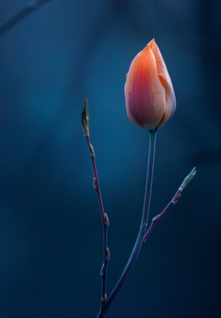Vibrant tulip bud against a dark blue backgroundの素材