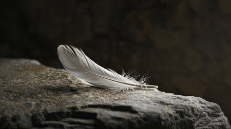 Delicate feather on a rugged rockの素材