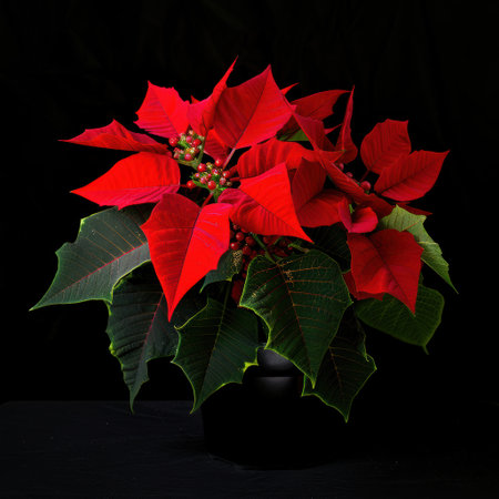 vibrant red poinsettia plant against black backgroundの素材