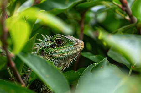 Vibrant green lizard in lush foliageの素材