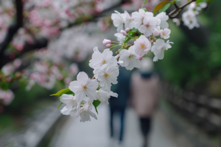 beautiful blooming cherry blossoms in springの素材