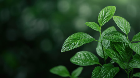 Close-up of lush green leaves with water dropletsの素材