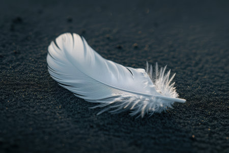 Delicate white feather on dark sandの素材