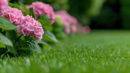 Vibrant pink hydrangea flowers in lush green gardenの素材