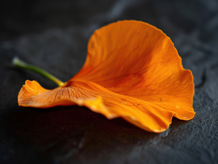 Vibrant orange flower petal on dark backgroundの素材