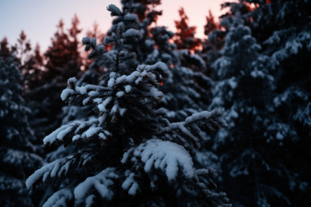 Snowy pine tree branches at sunsetの素材