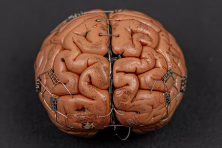 Detailed model of the human brainの素材