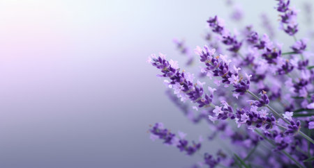 Delicate lavender flowers in soft focusの素材