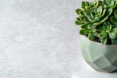 Succulent plant in a geometric ceramic potの素材