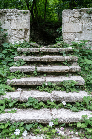 Overgrown stone steps in a lush forestの素材