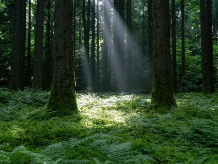 Sunlight shining through lush green forestの素材