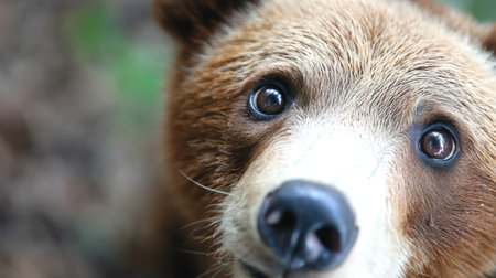 Closeup of a curious dog's faceの素材