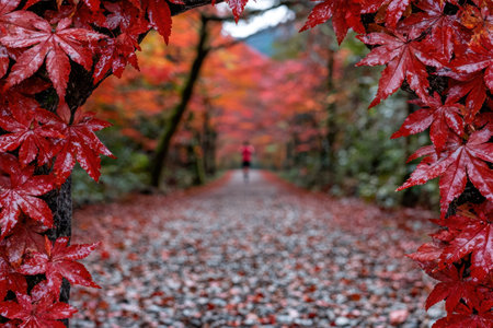Vibrant autumn leaves frame a peaceful forest pathの素材