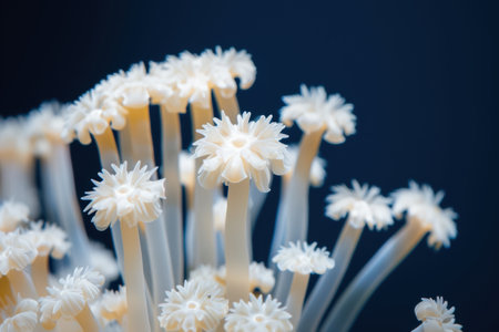 Delicate white mushroom-like flowers against a dark backgroundの素材