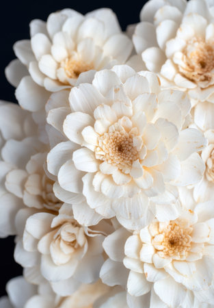 Close-up of beautiful white dahlia flowersの素材