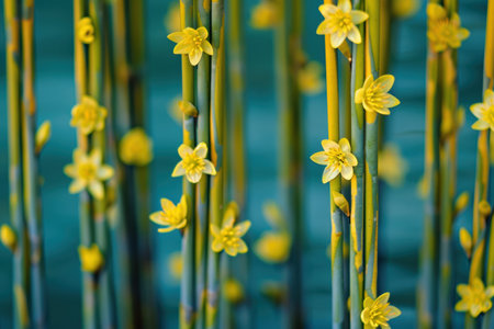 Vibrant yellow spring flowers in a fieldの素材