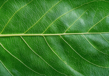 Macro shot of green leaf textureの素材