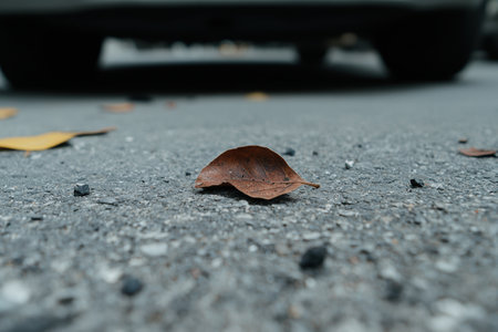 Fallen autumn leaf on concrete groundの素材